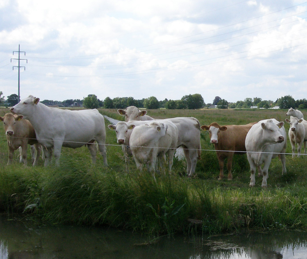 Diese Rinder werden extensiv auf der Weide gehalten