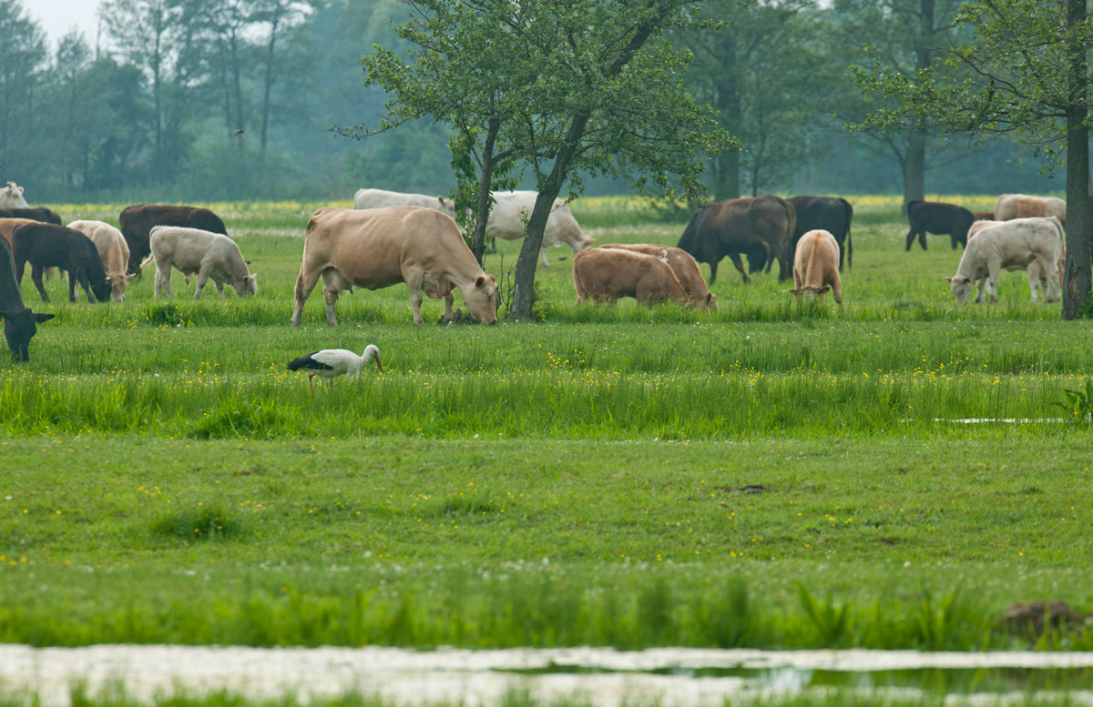 Rinder auf einer Weide. Rinderhaltung ist ein Wichtiger Bestandteil der regionalen Landwirtschaft